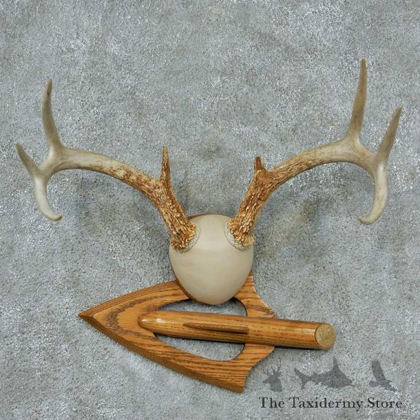 Whitetail-Deer-Antlers-Plaque-Taxidermy-Mount #13340 For Sale @ The Taxidermy Store