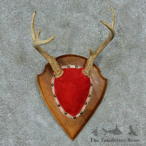 Whitetail Deer Antlers Plaque Taxidermy Mount #13342 For Sale @ The Taxidermy Store