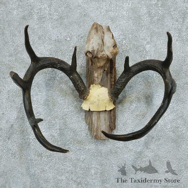 Whitetail Deer Antlers Taxidermy Mount #13355 For Sale @ The Taxidermy Store