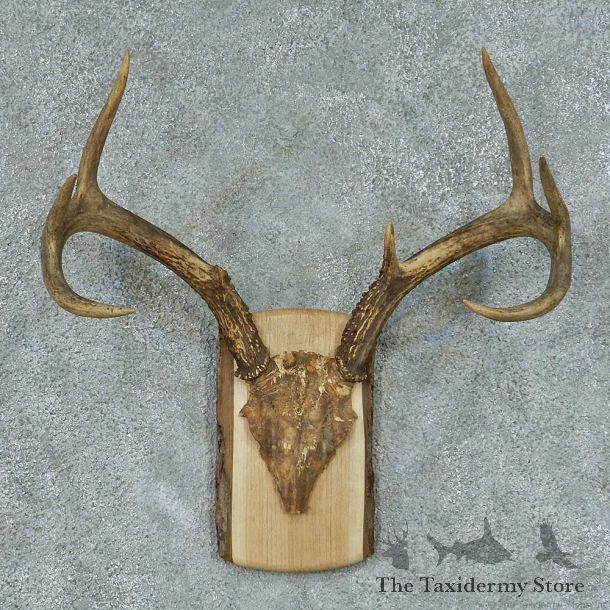Whitetail Deer Antler Mount #13444 For Sale @ The Taxidermy Store