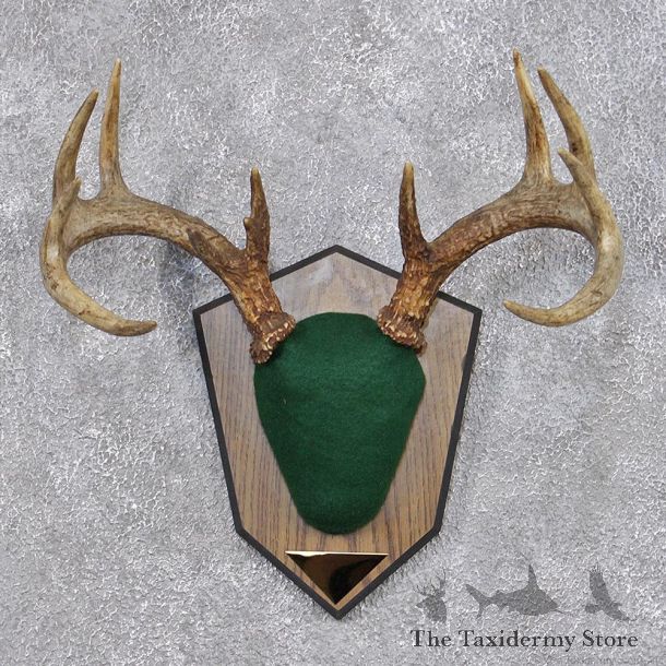 Whitetail Deer Taxidermy Antler Plaque Mount #12425 For Sale @ The Taxidermy Store