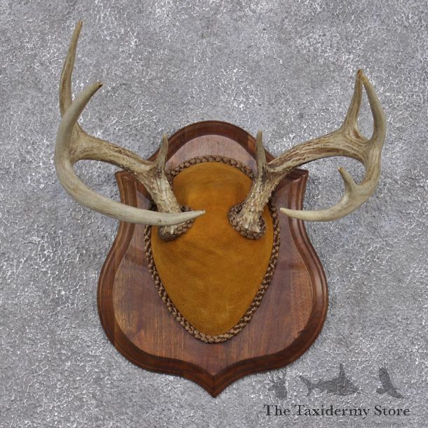 Whitetail Deer Taxidermy Antler Plaque Mount #12430 For Sale @ The Taxidermy Store