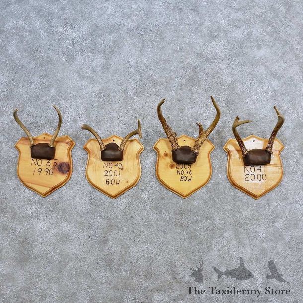Whitetail Antler Plaque Mounts For Sale #15670 @ The Taxidermy Store