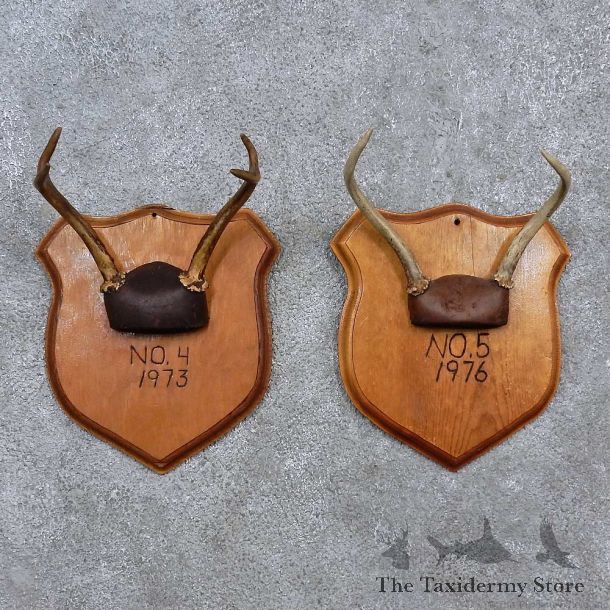 Whitetail Antler Plaque Mounts For Sale #15671 @ The Taxidermy Store