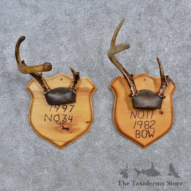 Whitetail Antler Plaque Mounts For Sale #15672 @ The Taxidermy Store