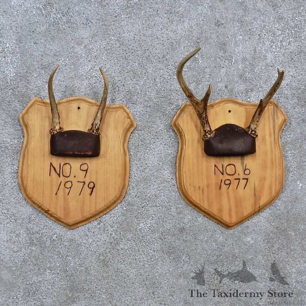 Whitetail Antler Plaque Mounts For Sale #15673 @ The Taxidermy Store