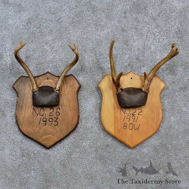 Whitetail Antler Plaque Mounts For Sale #15675 @ The Taxidermy Store