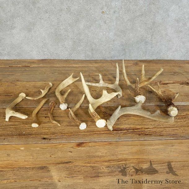 Whitetail Deer Antler Shed For Sale #16130 @ The Taxidermy Store
