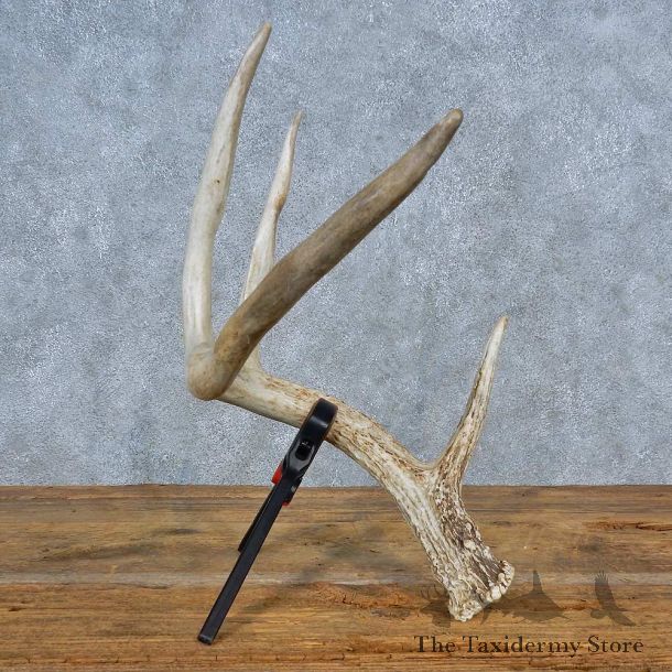 Whitetail Deer Antler Shed For Sale #15445 @ The Taxidermy Store