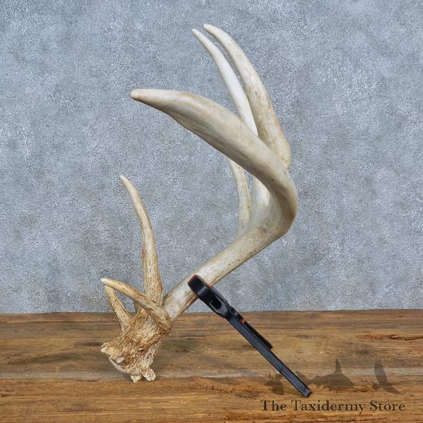 Whitetail Deer Antler Shed For Sale #15446 @ The Taxidermy Store