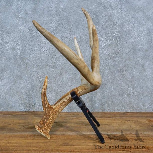 Whitetail Deer Antler Shed For Sale #15447 @ The Taxidermy Store