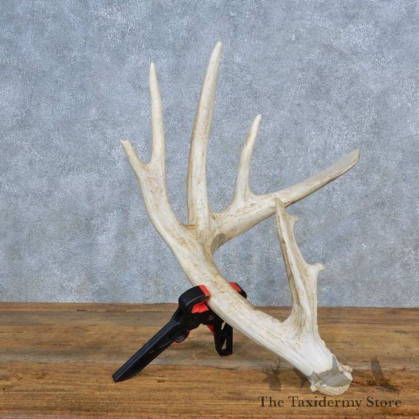 Whitetail Deer Antler Shed For Sale #15448 @ The Taxidermy Store