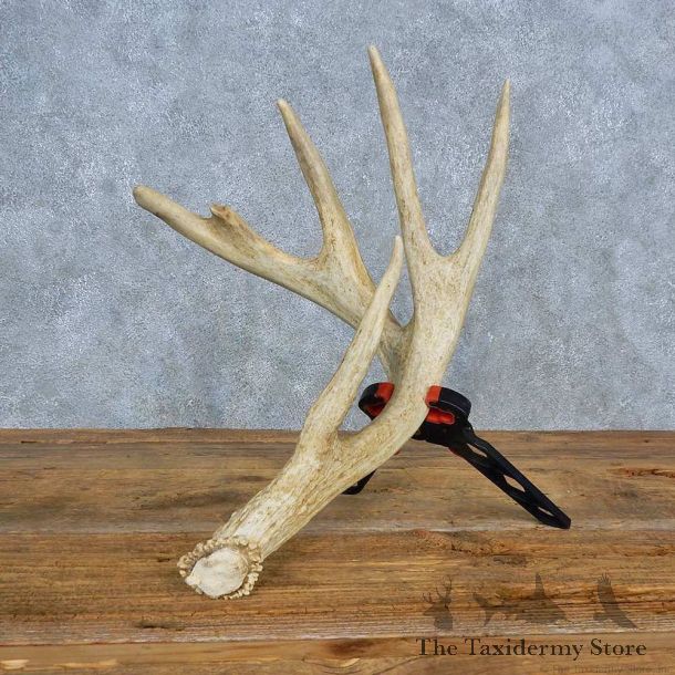 Whitetail Deer Antler Shed For Sale #15449 @ The Taxidermy Store