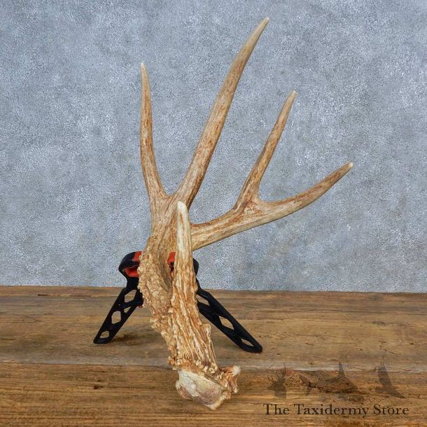 Whitetail Deer Antler Shed For Sale #15451 @ The Taxidermy Store