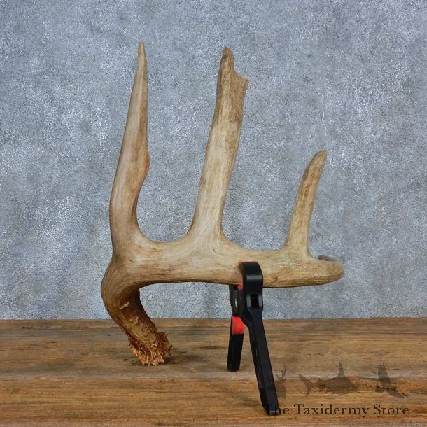 Whitetail Deer Antler Shed For Sale #15452 @ The Taxidermy Store