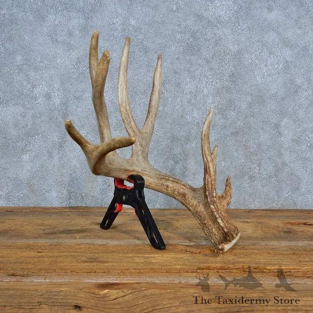 Whitetail Deer Antler Shed For Sale #15453 @ The Taxidermy Store