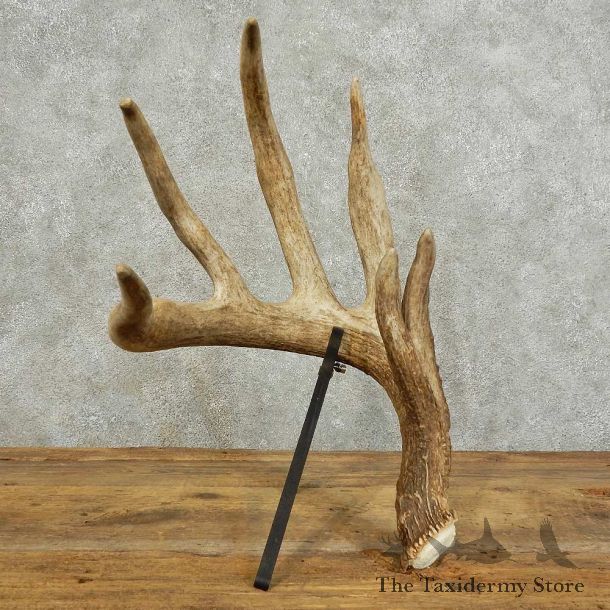 Whitetail Deer Antler Shed For Sale #16024 @ The Taxidermy Store