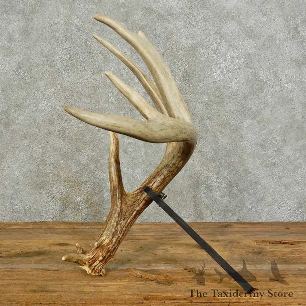 Whitetail Deer Antler Shed For Sale #16025 @ The Taxidermy Store