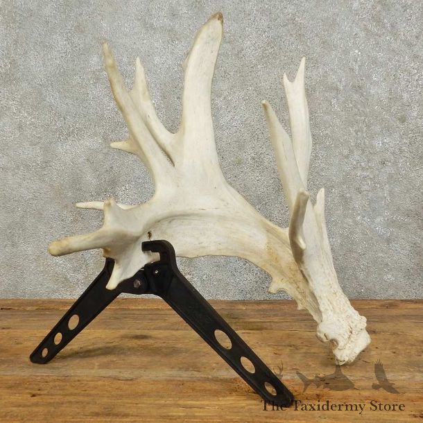 Whitetail Deer Antler Shed For Sale #16030 @ The Taxidermy Store