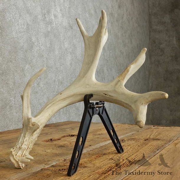 Whitetail Deer Antler Shed For Sale #16031 @ The Taxidermy Store