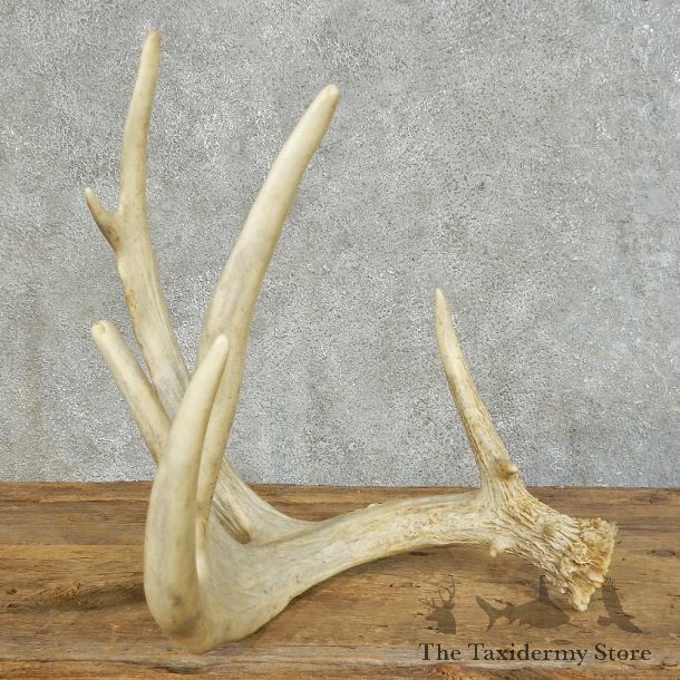 Whitetail Deer Antler Shed For Sale #16143 @ The Taxidermy Store