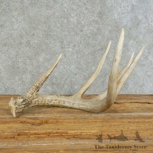 Whitetail Deer Antler Shed For Sale #16145 @ The Taxidermy Store