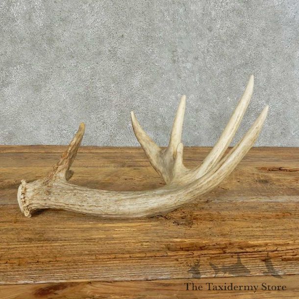 Whitetail Deer Antler Shed For Sale #16148 @ The Taxidermy Store