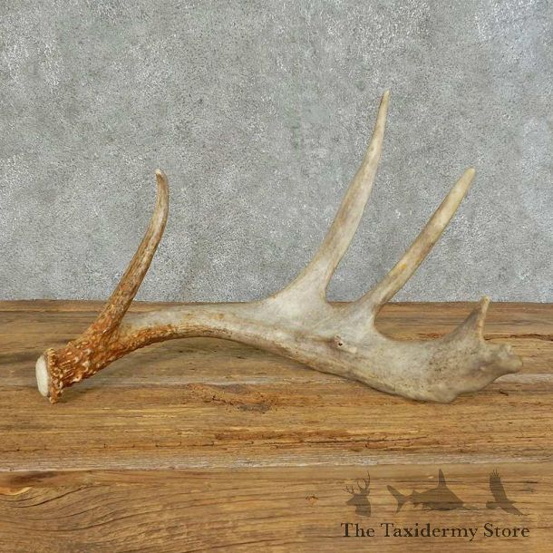 Whitetail Deer Antler Shed For Sale #16149 @ The Taxidermy Store