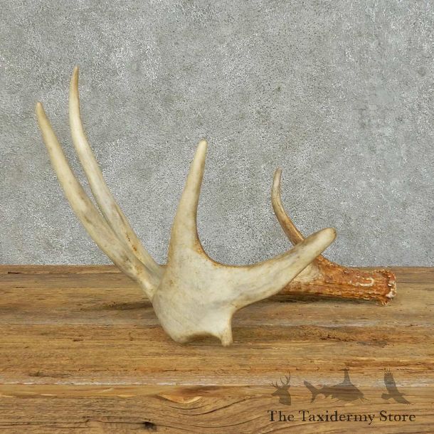 Whitetail Deer Antler Shed For Sale #16150 @ The Taxidermy Store