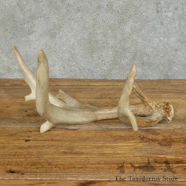 Whitetail Deer Antler Shed For Sale #16152 @ The Taxidermy Store