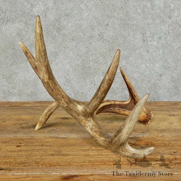 Whitetail Deer Antler Shed For Sale #16153 @ The Taxidermy Store