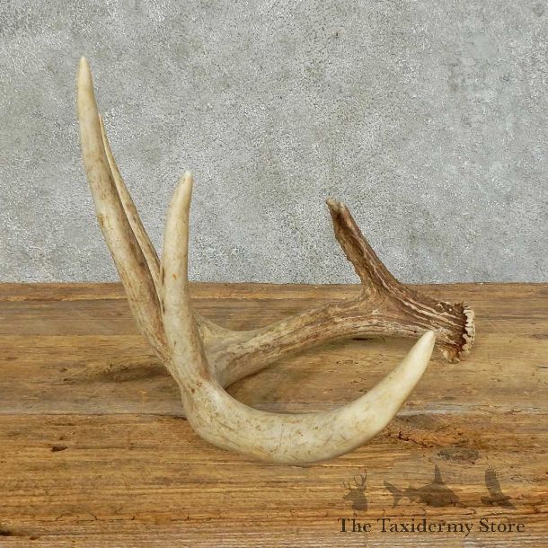 Whitetail Deer Antler Shed For Sale #16154 @ The Taxidermy Store