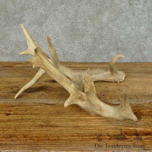 Whitetail Deer Antler Shed For Sale #16155 @ The Taxidermy Store