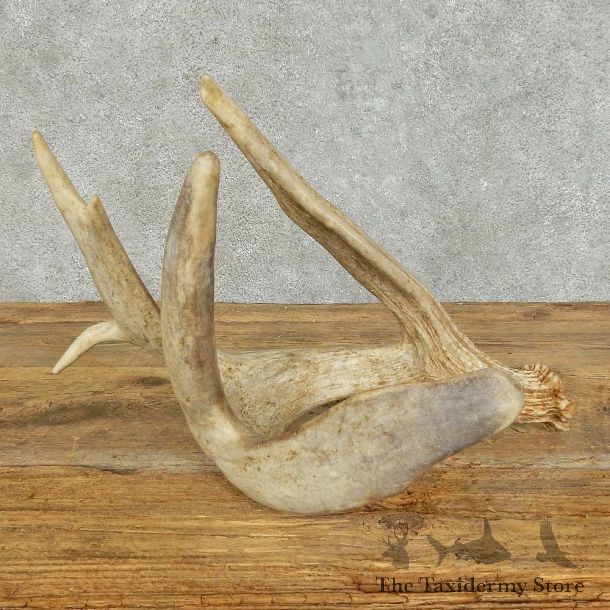 Whitetail Deer Antler Shed For Sale #16156 @ The Taxidermy Store