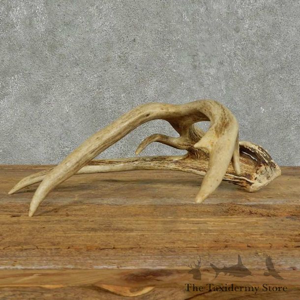 Whitetail Deer Antler Shed For Sale #16157 @ The Taxidermy Store