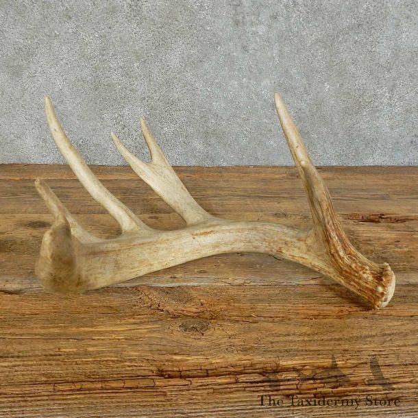 Whitetail Deer Antler Shed For Sale #16158 @ The Taxidermy Store