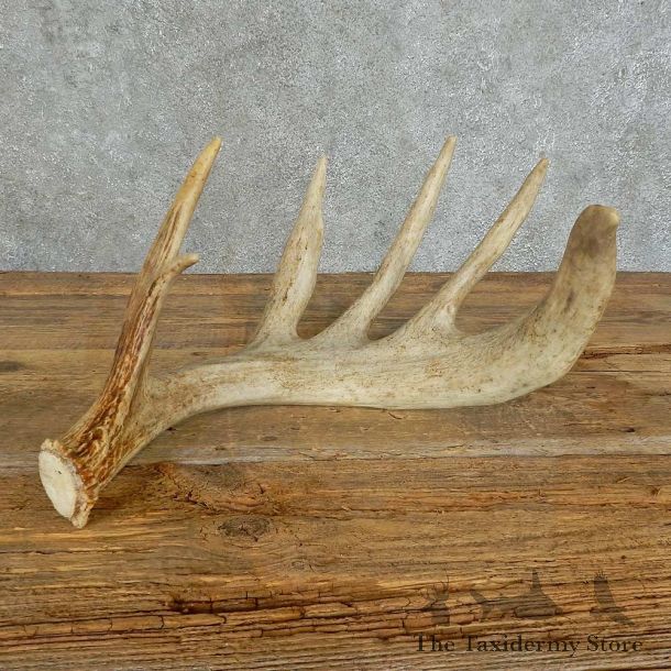 Whitetail Deer Antler Shed For Sale #16159 @ The Taxidermy Store