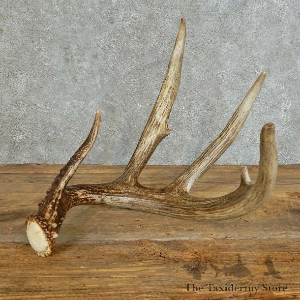 Whitetail Deer Antler Shed For Sale #16160 @ The Taxidermy Store