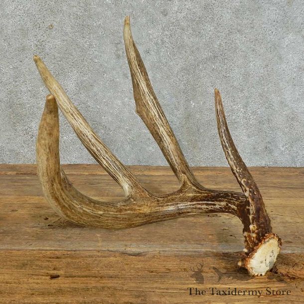 Whitetail Deer Antler Shed For Sale #16161 @ The Taxidermy Store