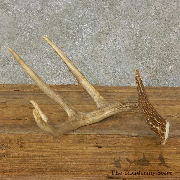 Whitetail Deer Antler Shed For Sale #16202 @ The Taxidermy Store