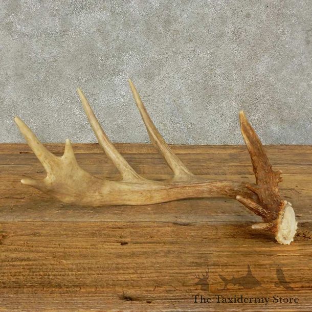 Whitetail Deer Antler Shed For Sale #16204 @ The Taxidermy Store