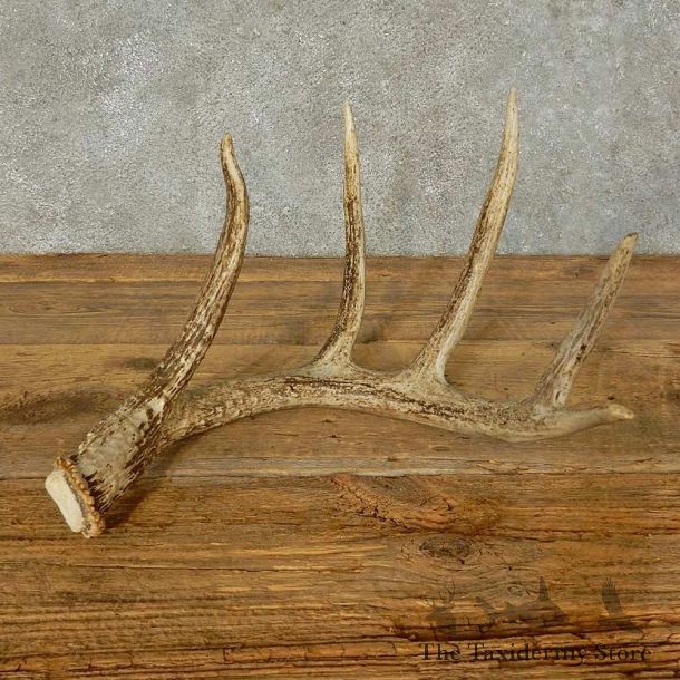 Whitetail Deer Antler Shed For Sale #16207 @ The Taxidermy Store