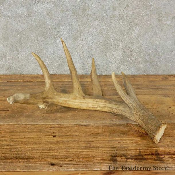 Whitetail Deer Antler Shed For Sale #16208 @ The Taxidermy Store