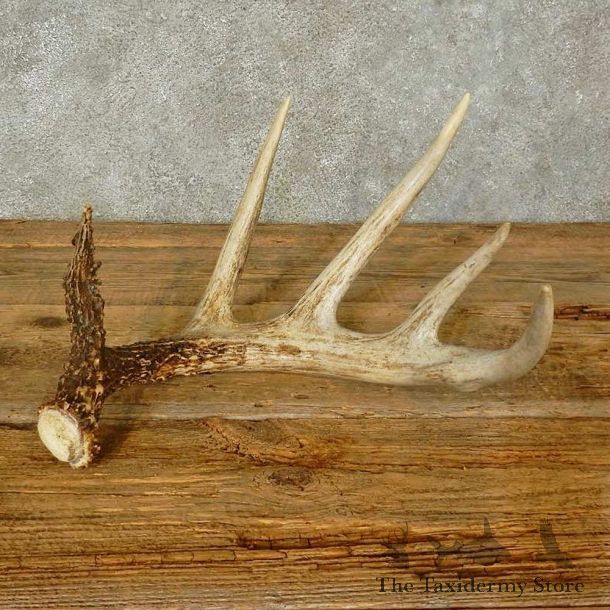 Whitetail Deer Antler Shed For Sale #16210 @ The Taxidermy Store