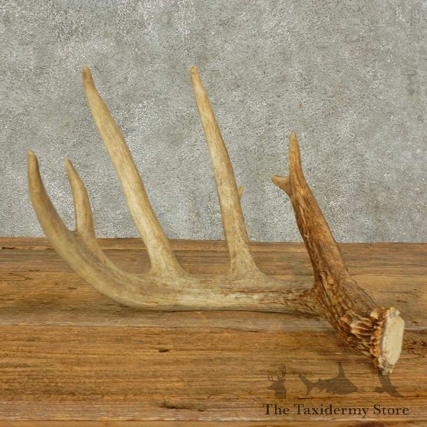 Whitetail Deer Antler Shed For Sale #16234 @ The Taxidermy Store