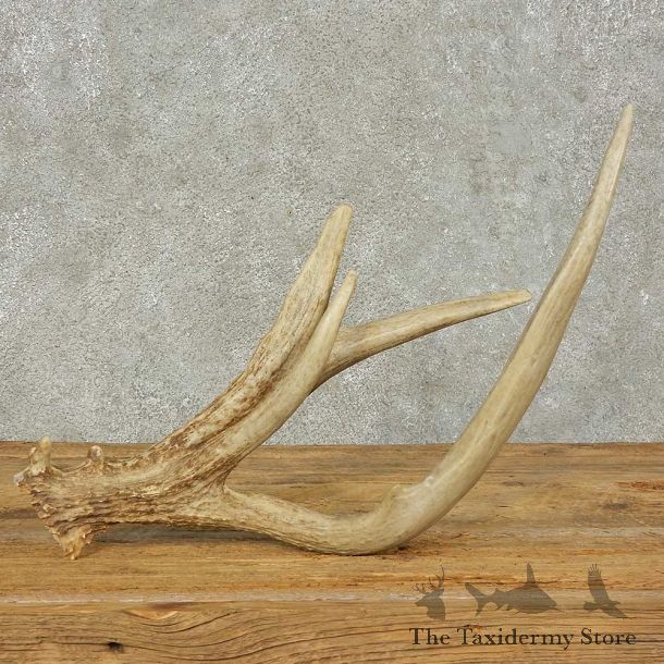 Whitetail Deer Antler Shed For Sale #16235 @ The Taxidermy Store