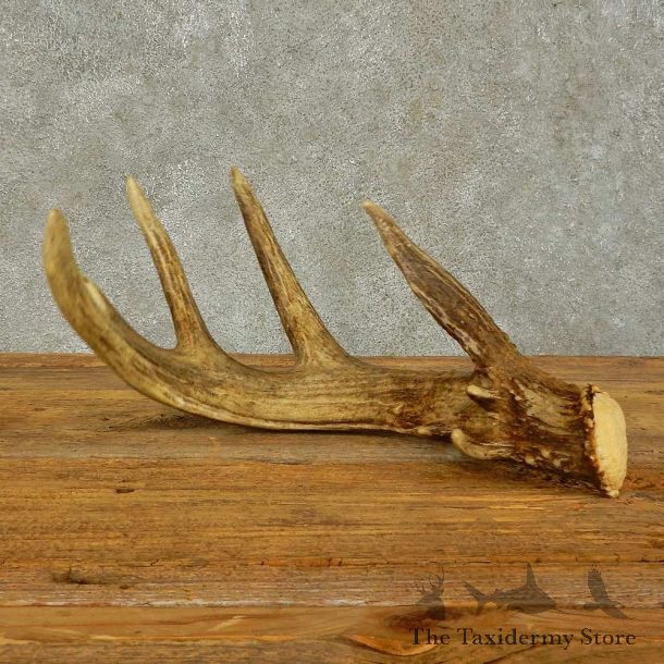 Whitetail Deer Antler Shed For Sale #16430 @ The Taxidermy Store