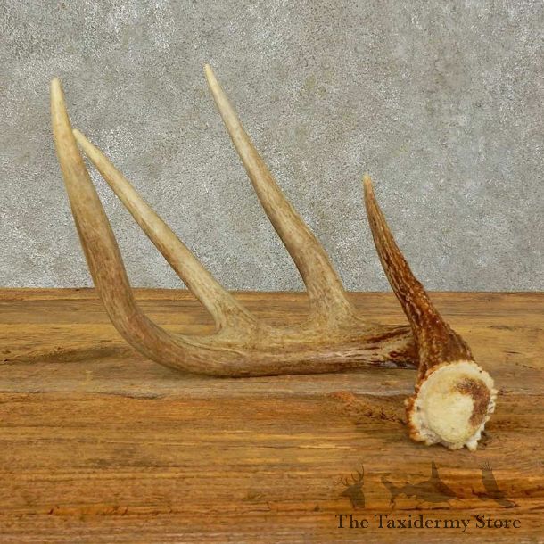 Whitetail Deer Antler Shed For Sale #16431 @ The Taxidermy Store