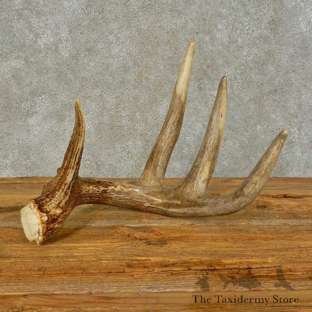 Whitetail Deer Antler Shed Taxidermy For Sale