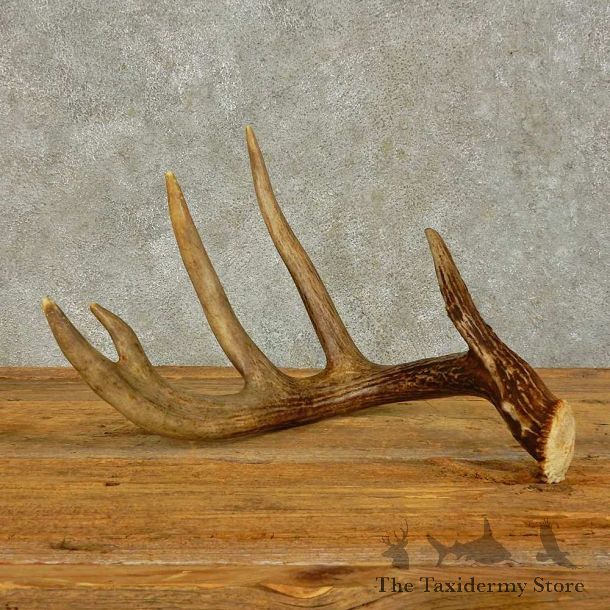 Whitetail Deer Antler Shed For Sale #16433 @ The Taxidermy Store